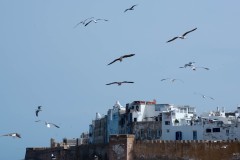 Essaouira Mogador et ses rivages