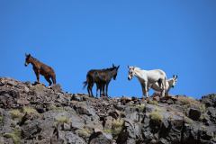 Les mules d'Atlas