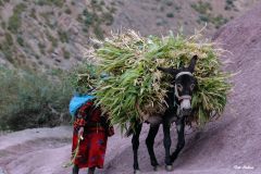 Taghia à la vallée heureuse