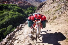Atlas mountains mule