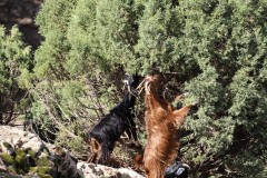The Goats Atlas 