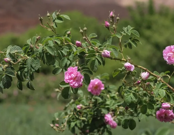 The Valley of Roses
